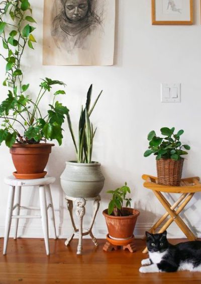 How to Find the Perfect Plants for Your Apartment Entryway - Uptown Girl