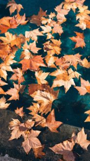 20 Fall iPhone Wallpapers for 2023 (Free Download!) - Uptown Girl